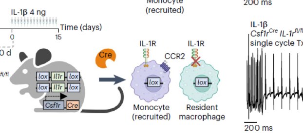 Full-text now available at PMC.
pmc.ncbi.nlm.nih.gov/articles/PMC11…