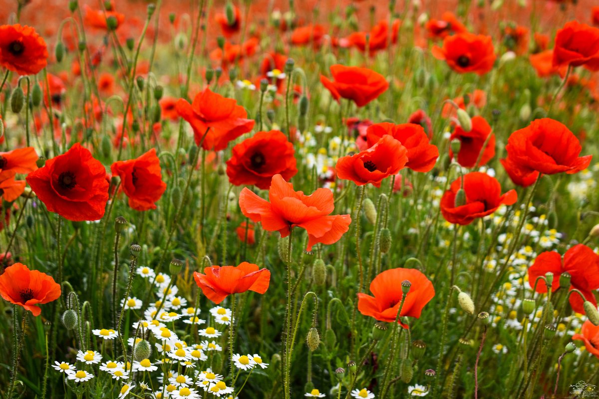 The Red Sea of Poppies. It's that time of year when our fields turn red with glorious poppies. I look forward to seeing them each year and enjoy photographing them. Nothing else makes the fields look so gorgeous as the poppies, which colour the landscape with love.