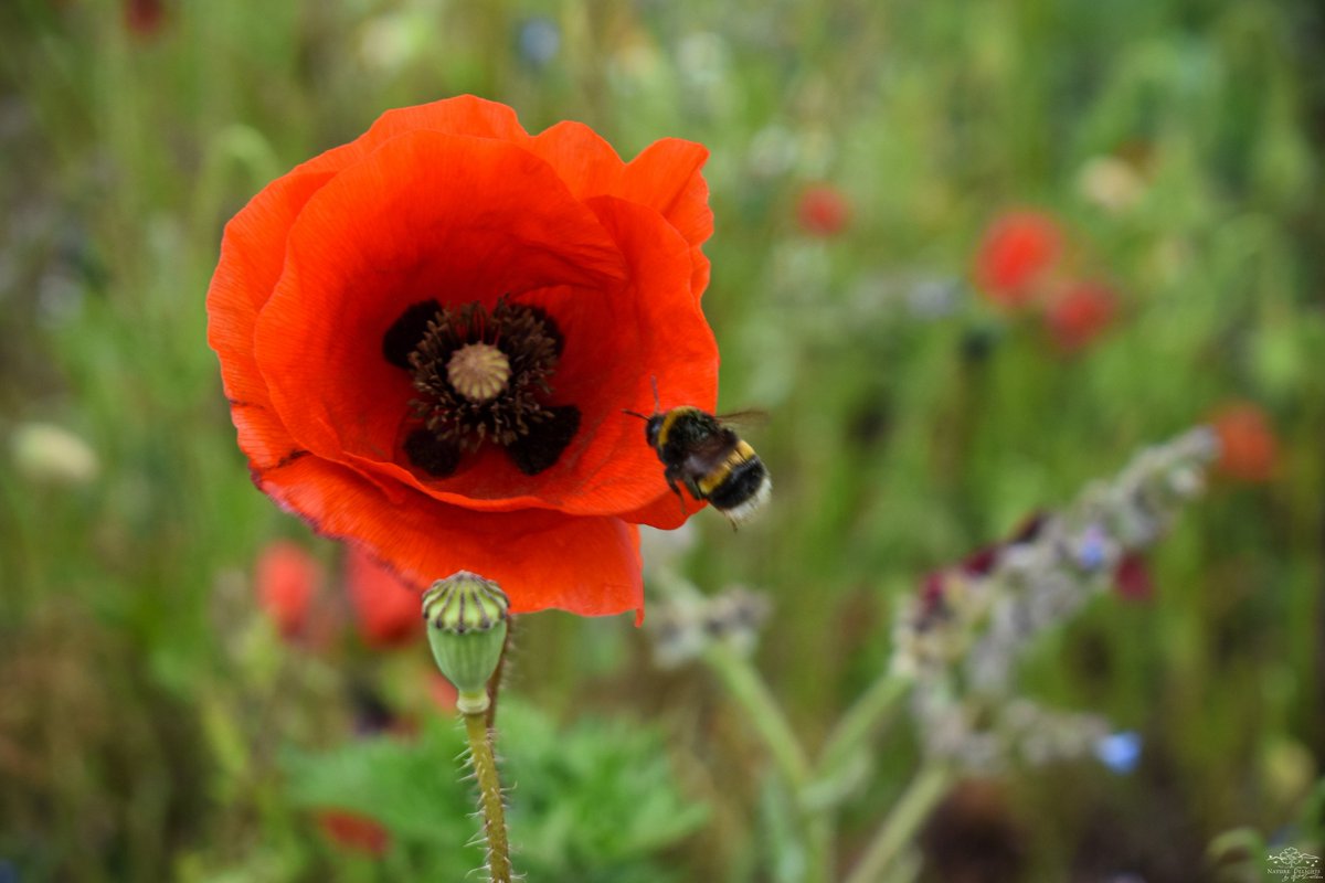 Nature Delights tweet media