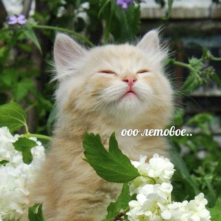 🌞🐾Лапкой бяк🐾🌞 (@ksuunja) on Twitter photo 