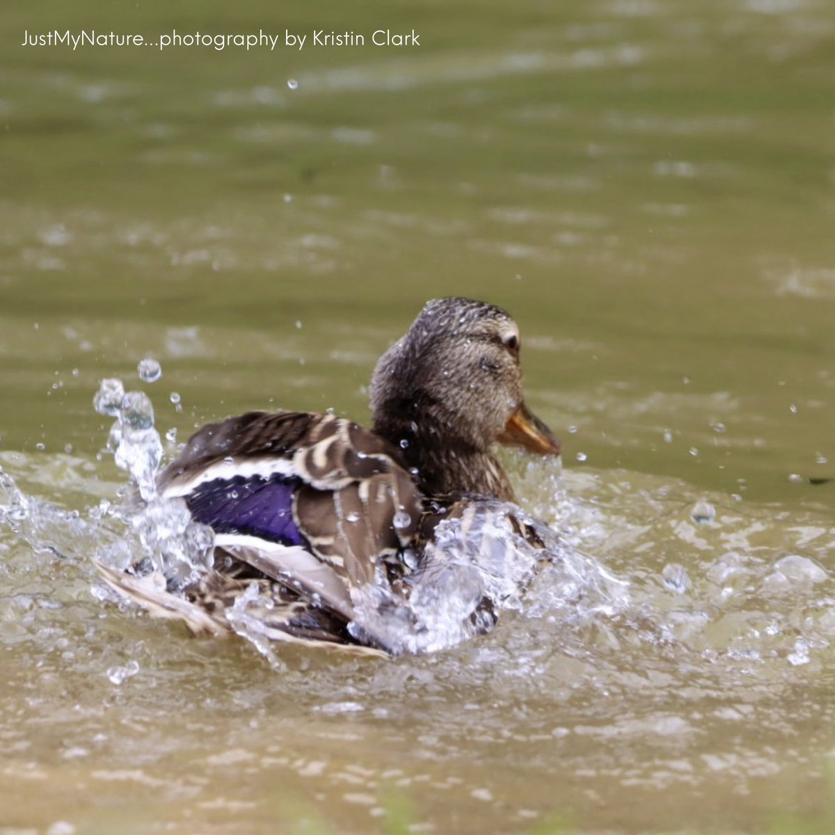 Babies enjoying a beautiful day @ Huntsville’s Hays Nature Preserve! <a href="/spann/">James Spann</a> <a href="/DanielleDozier/">Danielle Dozier News 19</a> <a href="/BenSmith_WHNT/">Ben Smith</a> <a href="/CamutoWHNT/">Jessica Camuto</a> <a href="/JDESNOYERSWAFF/">Jeff Desnoyers WAFF 48</a> <a href="/WEATHERmanBURKE/">Eric Burke WAFF 48</a> @aarona_wx @anellowx @robelvington 
<a href="/JDressmanWX/">Jordan Dressman</a> <a href="/EmilyOwenWX/">Emily Owen</a> <a href="/AmberKulick_wx/">Amber Kulick ⛈️</a> <a href="/laabsTWC/">Tom Laabs</a> <a href="/NWSHuntsville/">NWS Huntsville</a> @simpsonwvtm13 #valleywx