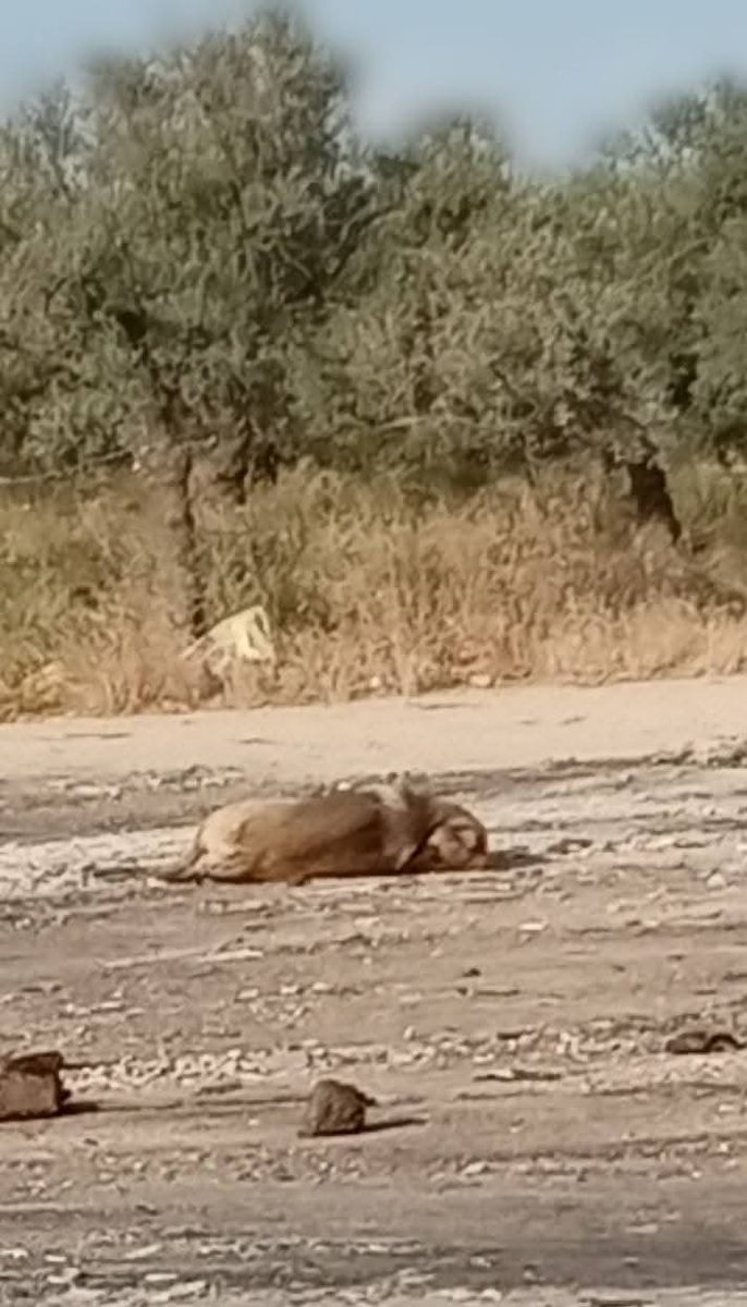 JEusebioAlmodov's tweet photo. @guardiacivil #SEPRONA  esto ocurría ayer en la localidad Sevilla de @marinaleda y hay más fotos https://t.co/I5AoXMWiR6
