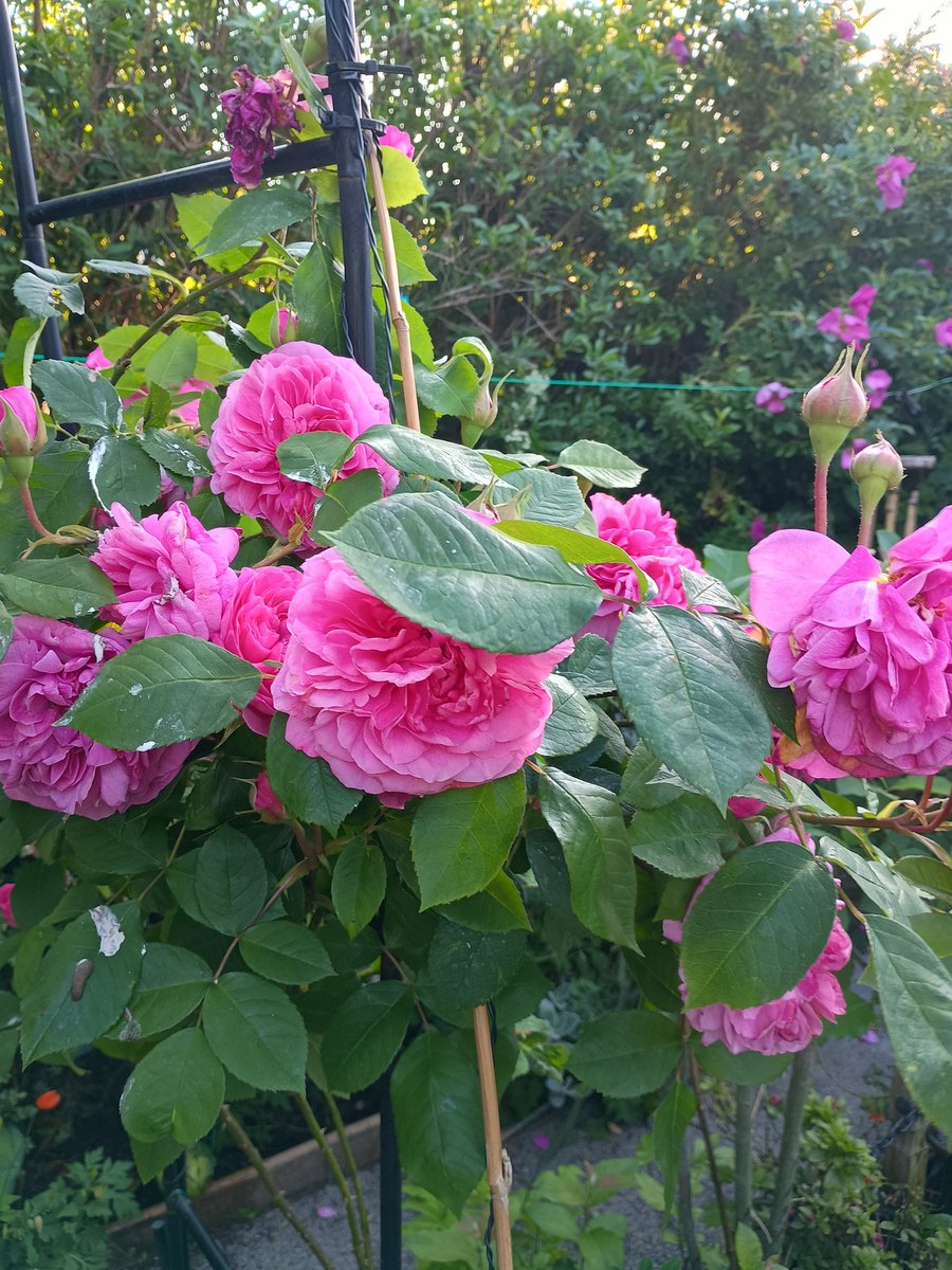 Best part of #Sunday is the evening as cloudy and dull at times now all sunny.
Bit of blooming marvellous focused #sundayvibes as garden chill zone in action 🙌