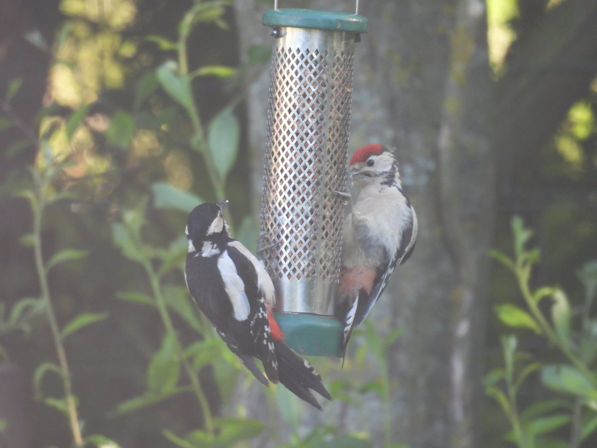 ComberNath's tweet image. Middleton Lakes this morning, 3x GSW inc. juvenile using feeders, Garden Warbler & Nuthatch in the woods, Avocets on the scrape and a Cuckoo flew over calling. Ladywalk was quiet, but for another brief Cuckoo, Cettis Warblers & a few Oystercatcher @RSPBMiddleton @WarksBirds