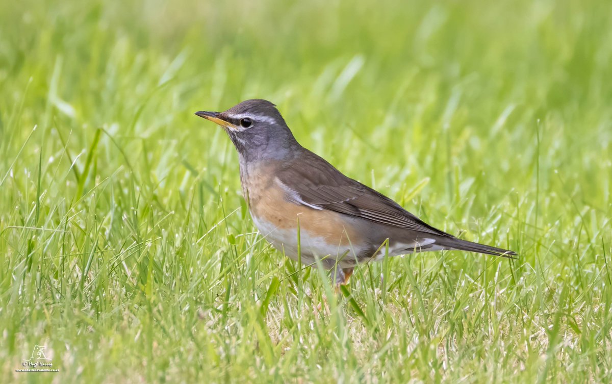 All the way from Siberia...

Shetland's eighth-ever Eye-browed Thrush at Gutcher, Yell this afternoon.