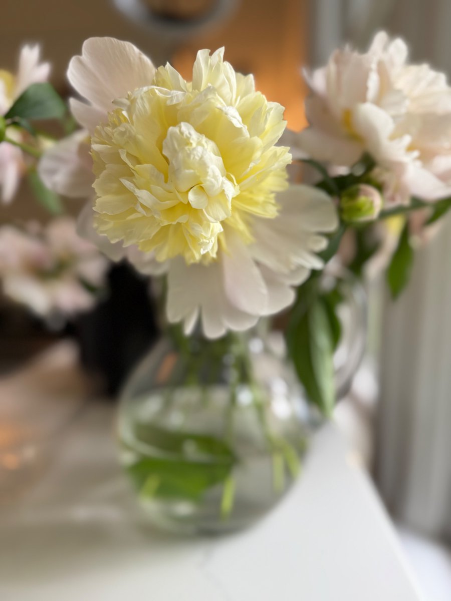jaime_berry3's tweet image. It’s peony time, and they smell incredible!