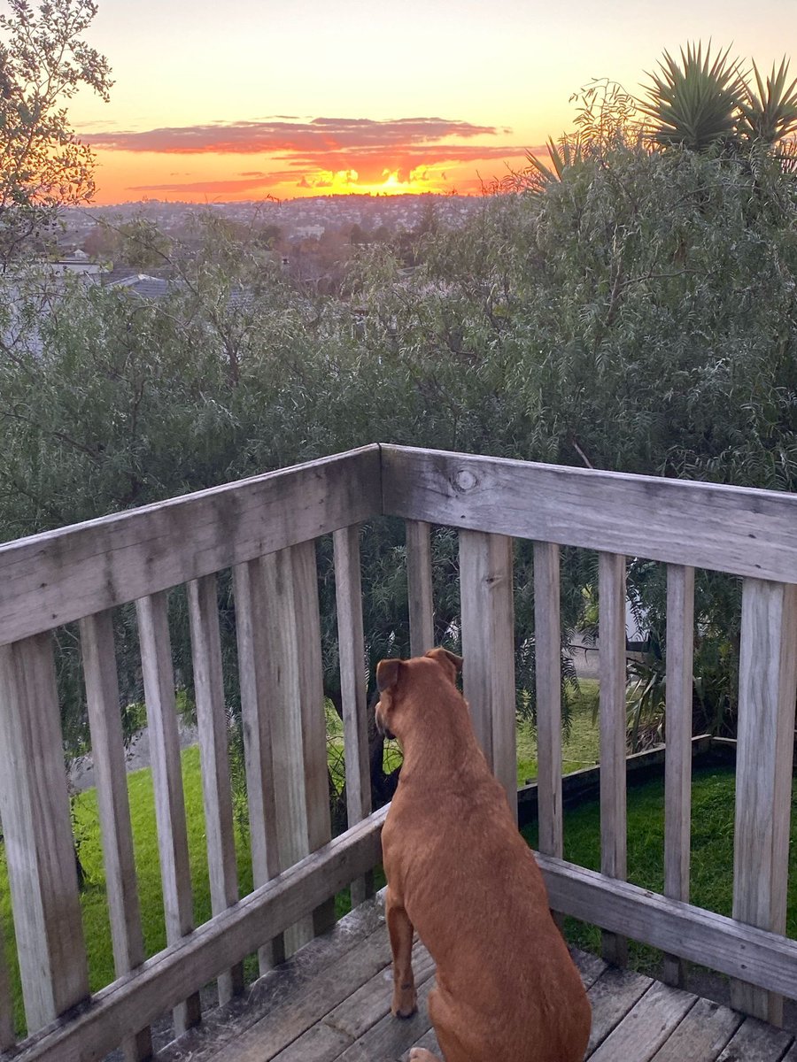 MaddenDivorce's tweet photo. There was a time I couldn’t imagine mornings like this. Peaceful. Free from the constant churn of divorce guilt and pain.

Rebuilding isn’t quick or tidy — but it’s worth it. 

Bit by bit, I’ve been creating a life that feels like home again. Dixie seems to like it too. ☀️🐾 https://t.co/dmCJGrIlYA