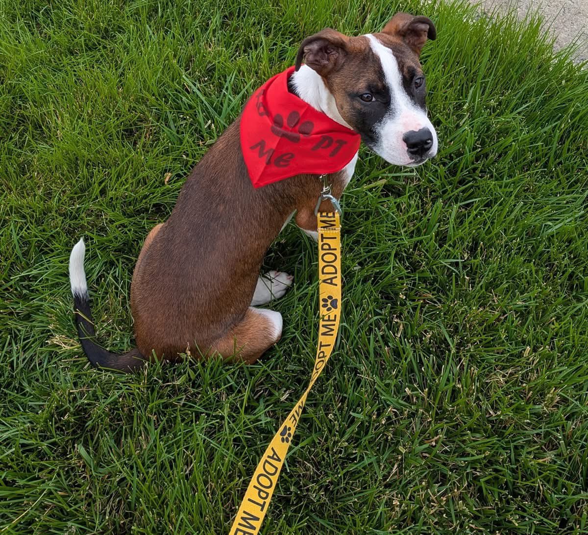 OPH_Rescue's tweet image. Looking to do a little sprucing up? Ross is happy to assist. From helping you pick out decor, to posing as the perfect lawn ornament, 4 month old Ross is your guy.

Scoop up this handsome boxer mix quick! ophrescue.org/dogs/14368