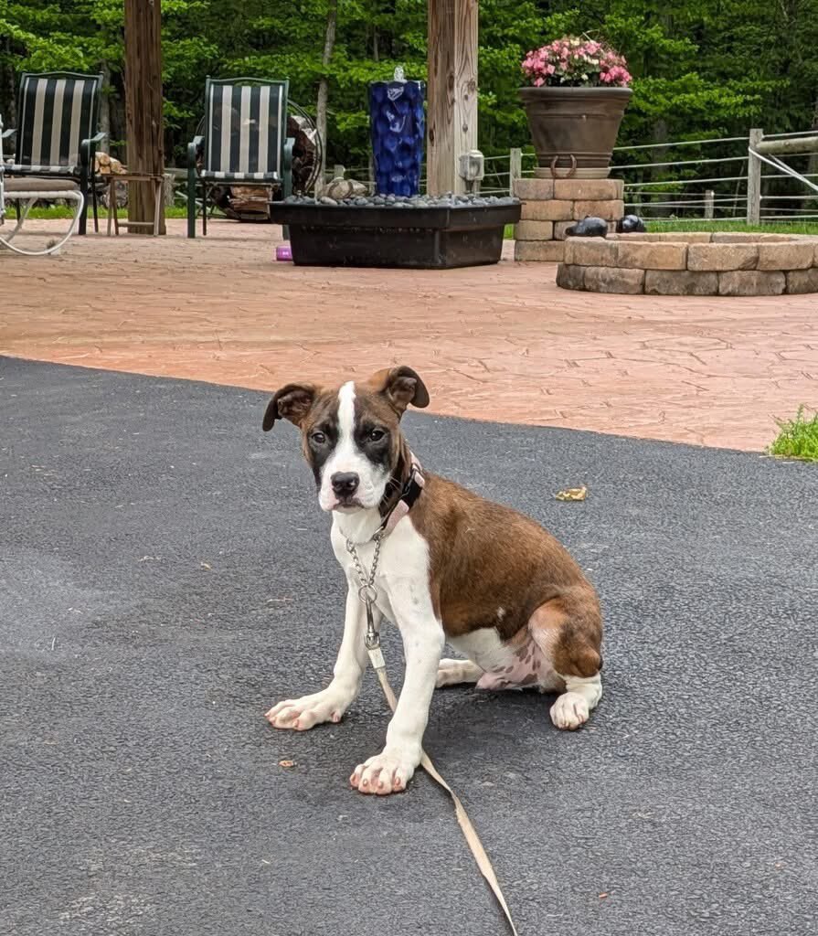 OPH_Rescue's tweet image. Looking to do a little sprucing up? Ross is happy to assist. From helping you pick out decor, to posing as the perfect lawn ornament, 4 month old Ross is your guy.

Scoop up this handsome boxer mix quick! ophrescue.org/dogs/14368