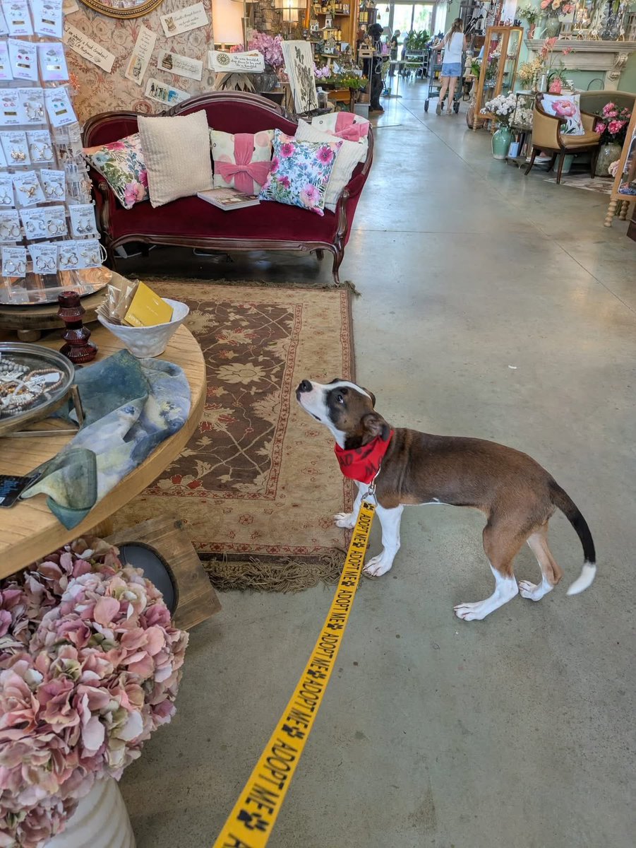 OPH_Rescue's tweet image. Looking to do a little sprucing up? Ross is happy to assist. From helping you pick out decor, to posing as the perfect lawn ornament, 4 month old Ross is your guy.

Scoop up this handsome boxer mix quick! ophrescue.org/dogs/14368