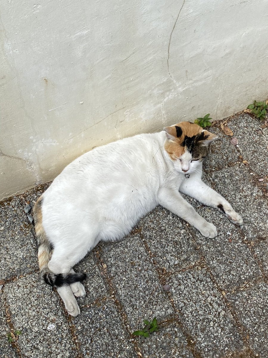 si mcat yung reference ng posa sa artwork na to :( huhu i love u mcat! thank u for all the cuddles. rest easy now my fave up cat ever :(