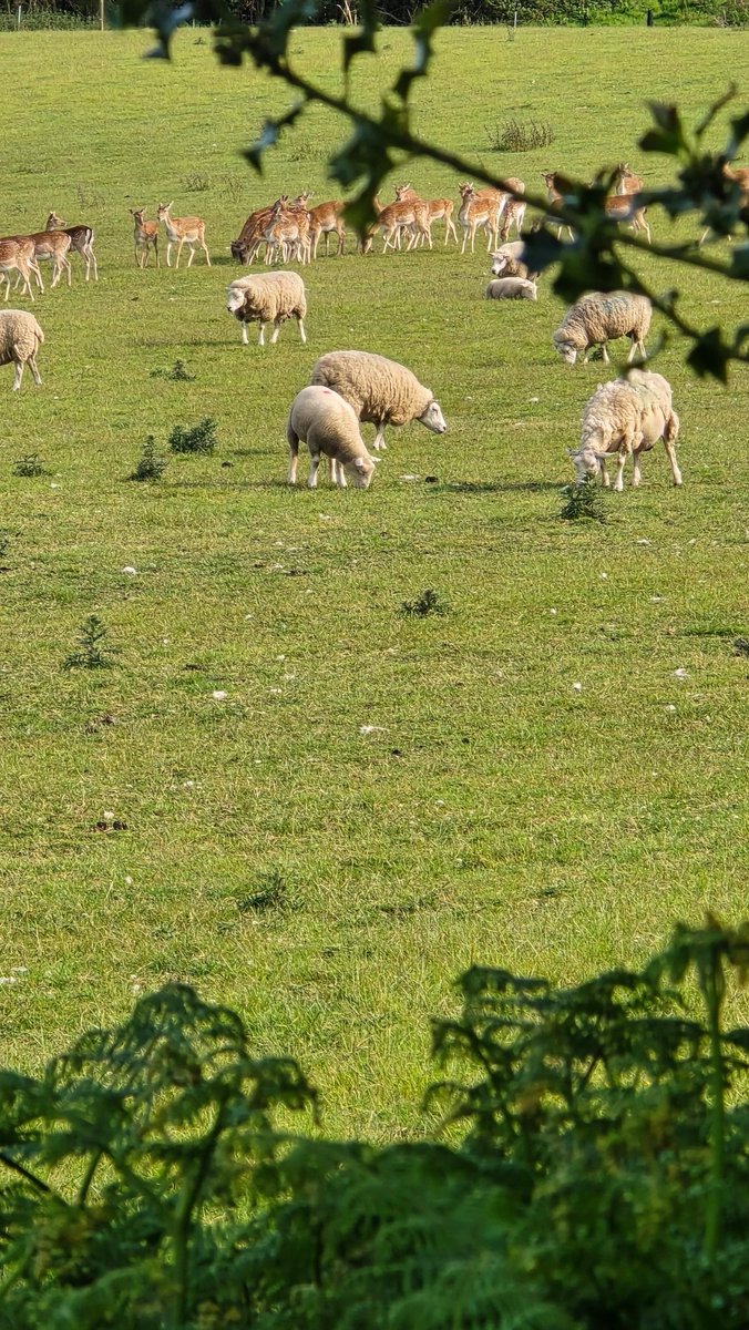 800 homes without power in Wellington. Fix expected at 9pm. TF1 TF2 and TF6.
Here's a picture of some sheep and deer to keep you going. #Telford