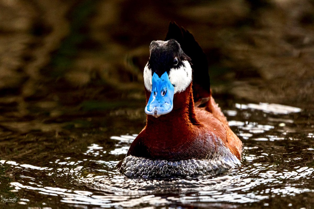 YEGHugo's tweet image. Mr. Bubbles. Ruddy Ducks creating bubbles when they do their mating dance. It is fun to watch them. #duck #ruddyduck #bird #pond #wildlife #nature #mating #matingdance #canada #alberta #edmonton #coolestduck