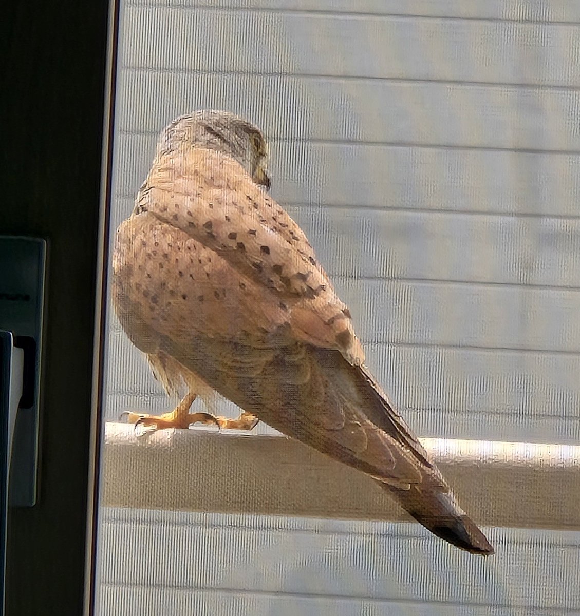 며칠전 황조롱이 봤어요 귀여워