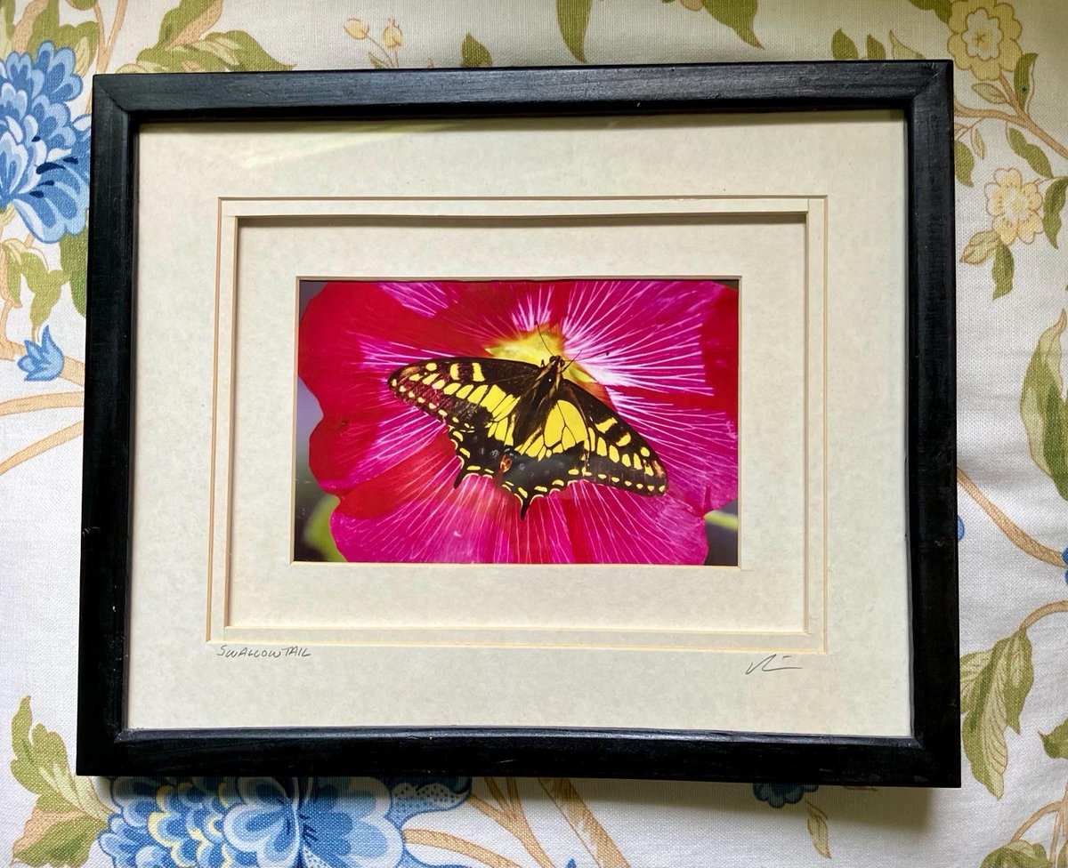 Framed original photo of a Swallowtail butterfly taken by Popsy! Now available in our Etsy shoppy. Be sweet and RETWEET  vintagetrunkandart.etsy.com/listing/431405…