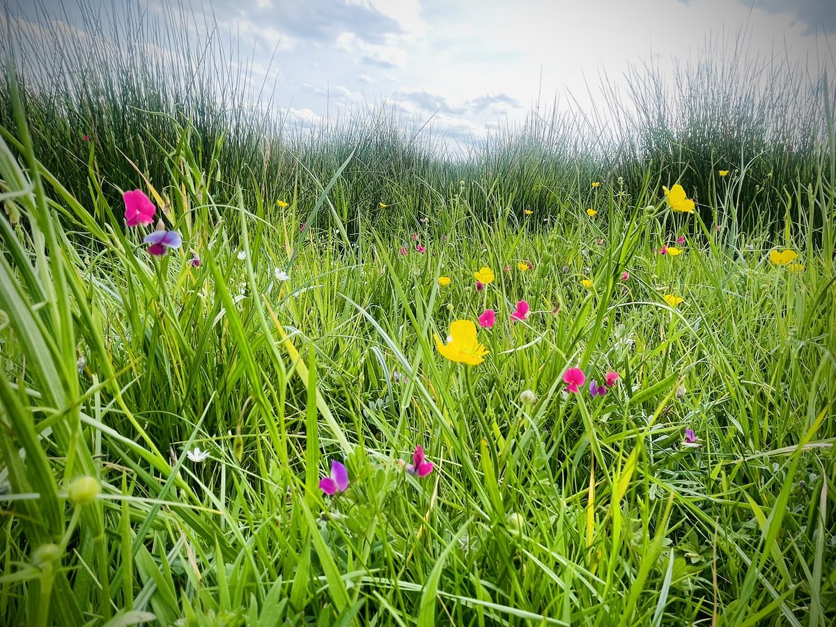 Jake Fiennes (@jake_fiennes) on Twitter photo I know it’s been a while <a href="/wildflower_hour/">wildflowerhour</a> and sorry no #orchid but I did stumble across this rather magnificent patch of grass vetchling accompanied by meadow buttercup out on the marsh this afternoon I know it’s been a while <a href="/wildflower_hour/">wildflowerhour</a> and sorry no #orchid but I did stumble across this rather magnificent patch of grass vetchling accompanied by meadow buttercup out on the marsh this afternoon
