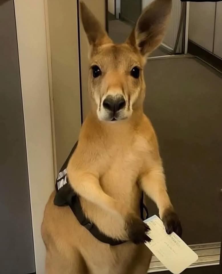 Mi jefe: No te autorizo las vacaciones

Yo: