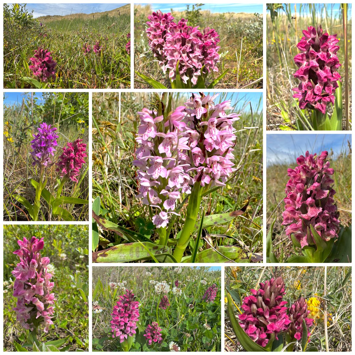 🍀dinesh patel 🦋 (@lancsgp) on Twitter photo Early Marsh Orchids in their hundreds around the damp dune slacks. Including an unusual hybrid (centre). #orchidchallenge #wildflowerhour <a href="/BSBIbotany/">BSBI: Botanical Society of Britain & Ireland</a> <a href="/ukorchids/">Wild Orchids UK & Ireland</a> Early Marsh Orchids in their hundreds around the damp dune slacks. Including an unusual hybrid (centre). #orchidchallenge #wildflowerhour <a href="/BSBIbotany/">BSBI: Botanical Society of Britain & Ireland</a> <a href="/ukorchids/">Wild Orchids UK & Ireland</a>