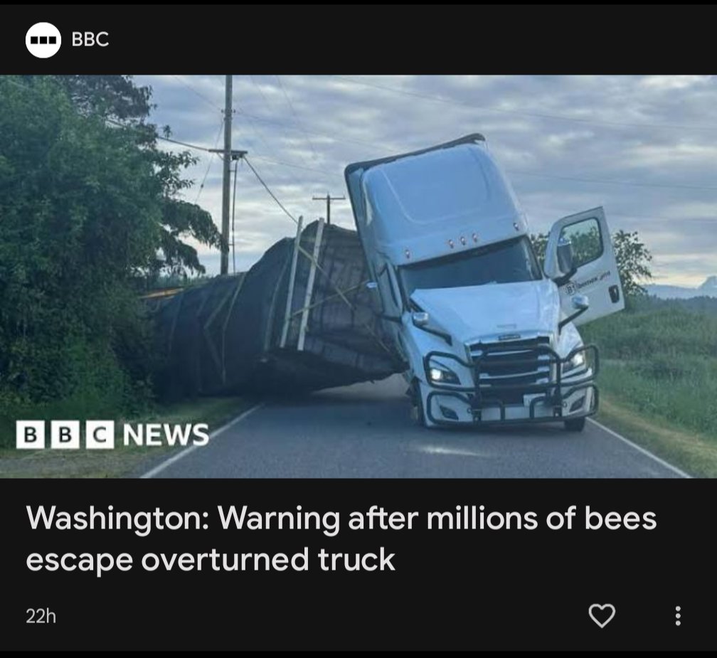 NOT THE BEES