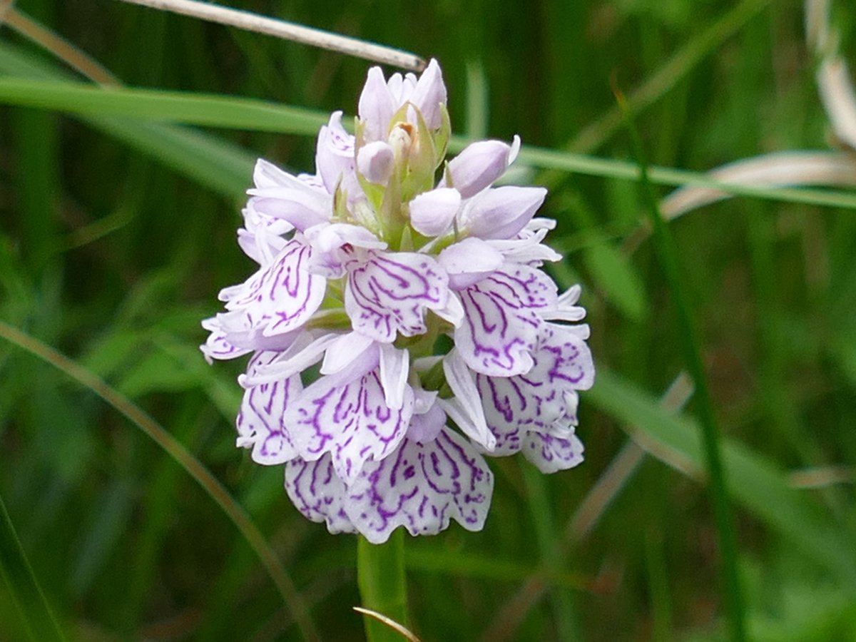 RogerRob473's tweet image. Heath spotted orchids at Ashford Hill NNR (N. Hants) this week for the #orchidchallenge for #wildflowerhour