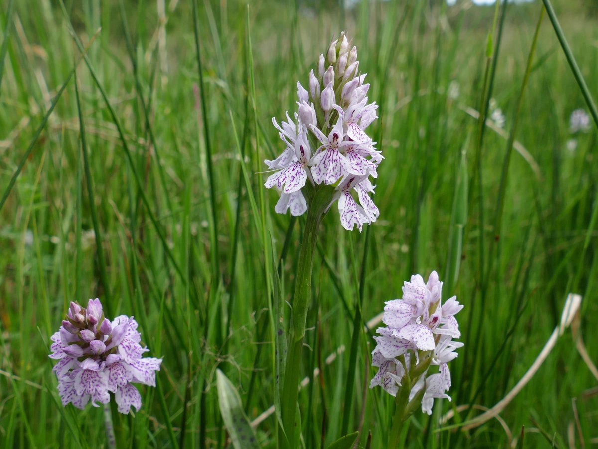 RogerRob473's tweet image. Heath spotted orchids at Ashford Hill NNR (N. Hants) this week for the #orchidchallenge for #wildflowerhour