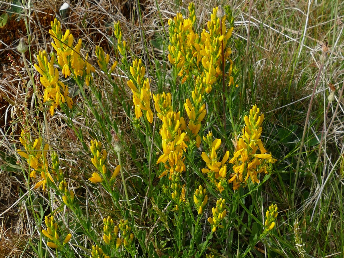 RogerRob473's tweet image. Dyer&apos;s greenweed (genista tinctoria) in flower this week at Ashford Hill NNR (N. Hants). #wildflowerhour