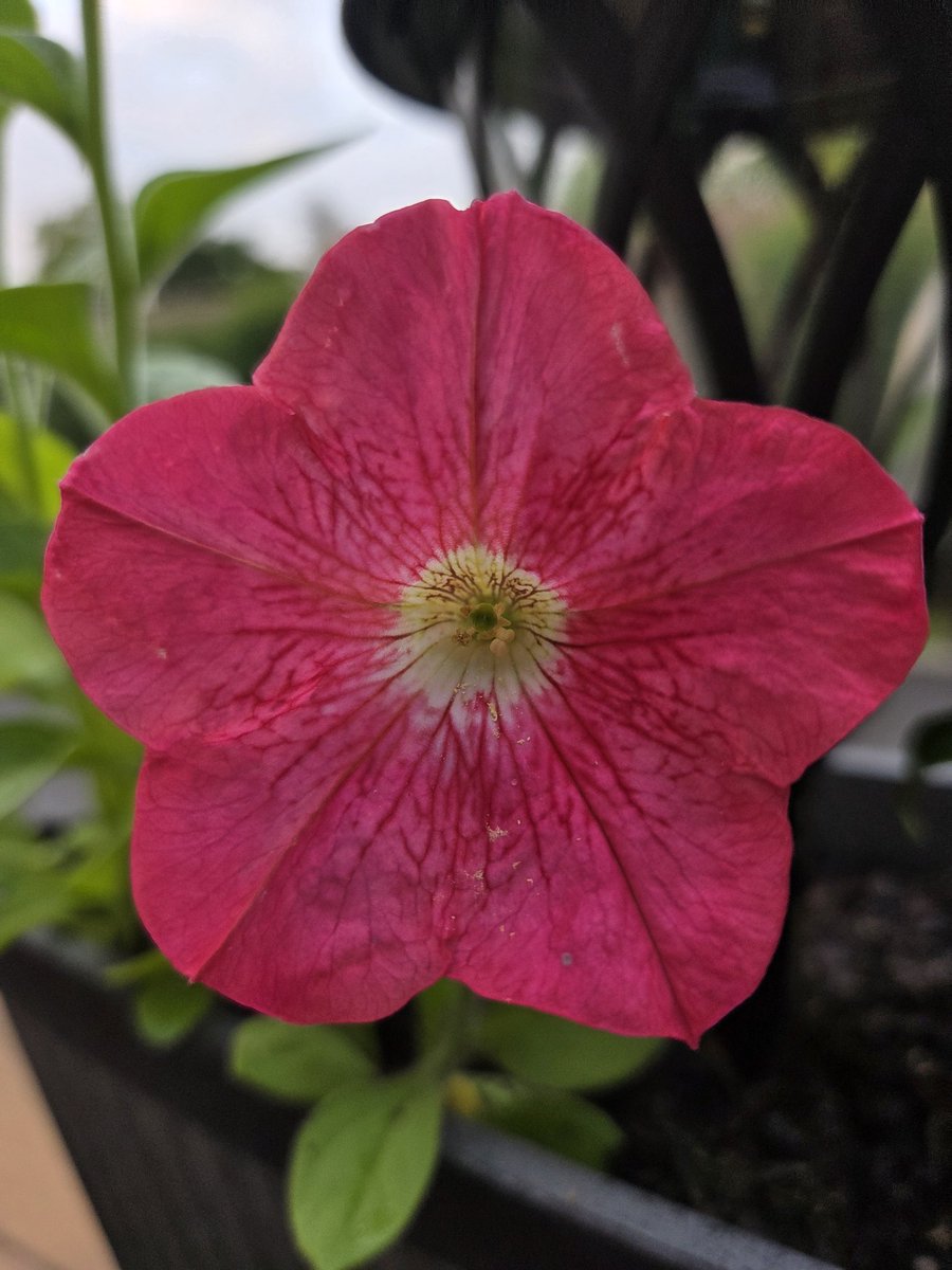 KeriButcher's tweet photo. Pollinators welcome
#Flowers #petunia #petunias #pollinators #beebuffet https://t.co/1Hoyz3RFmF