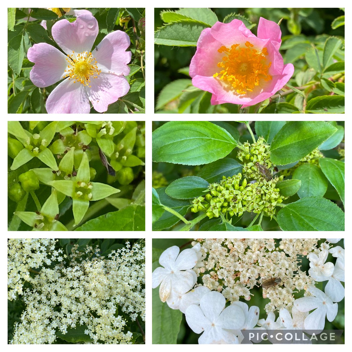 Martine🦋Brennan🍄 (@brennanmartine) on Twitter photo Some tree flowers seen today for #wildflowerhour : Dog-rose, Buckthorn, Elderflower and Guelder-rose. <a href="/BSBIbotany/">BSBI: Botanical Society of Britain & Ireland</a> <a href="/wildflower_hour/">wildflowerhour</a> Some tree flowers seen today for #wildflowerhour : Dog-rose, Buckthorn, Elderflower and Guelder-rose. <a href="/BSBIbotany/">BSBI: Botanical Society of Britain & Ireland</a> <a href="/wildflower_hour/">wildflowerhour</a>