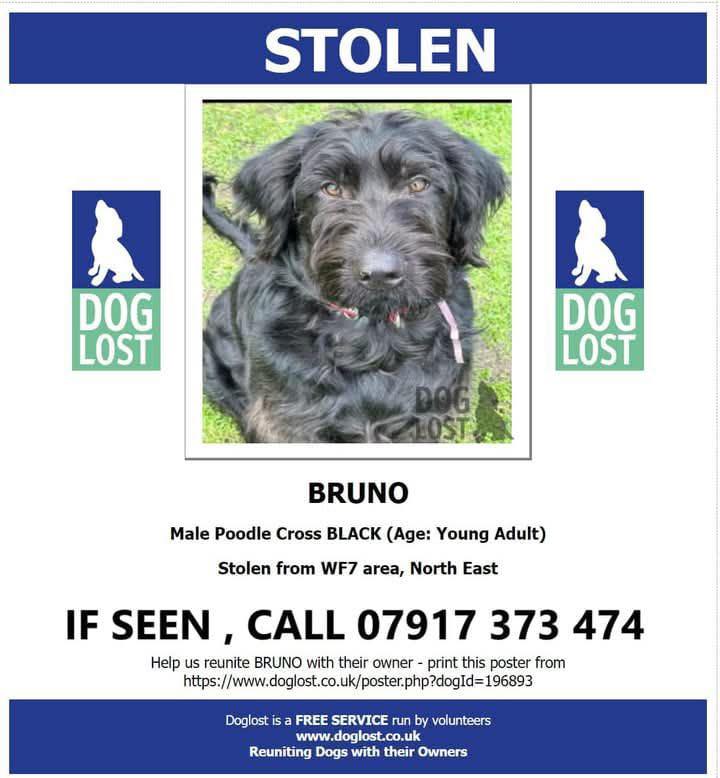 The_Animal_Team's tweet photo. #stolendoghour BRUNO is a young black Shepadoodle who was cruelly stolen from his home at 8.45pm on Thursday 13th February 2025, along with his mother from inside their home in #Featherstone #Wakefield. Thankfully his mother was recovered from a property in #Reedness #Goole area, but Bruno was not found with her and remains missing. Please join Bruno's group, invite your friends to join, & share his posts. His family need to reach far and wide to find him. Bruno's FB Group: https://t.co/wDjWqexn8o #LostDog #StolenDog #MissingDog