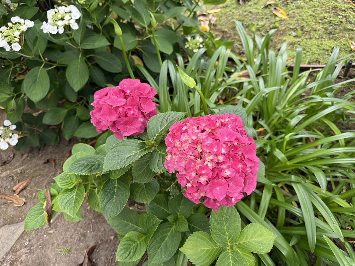docschiff's tweet photo. Hydrangeas in San Diego. #FlowerReport https://t.co/Sbb8E46aeK