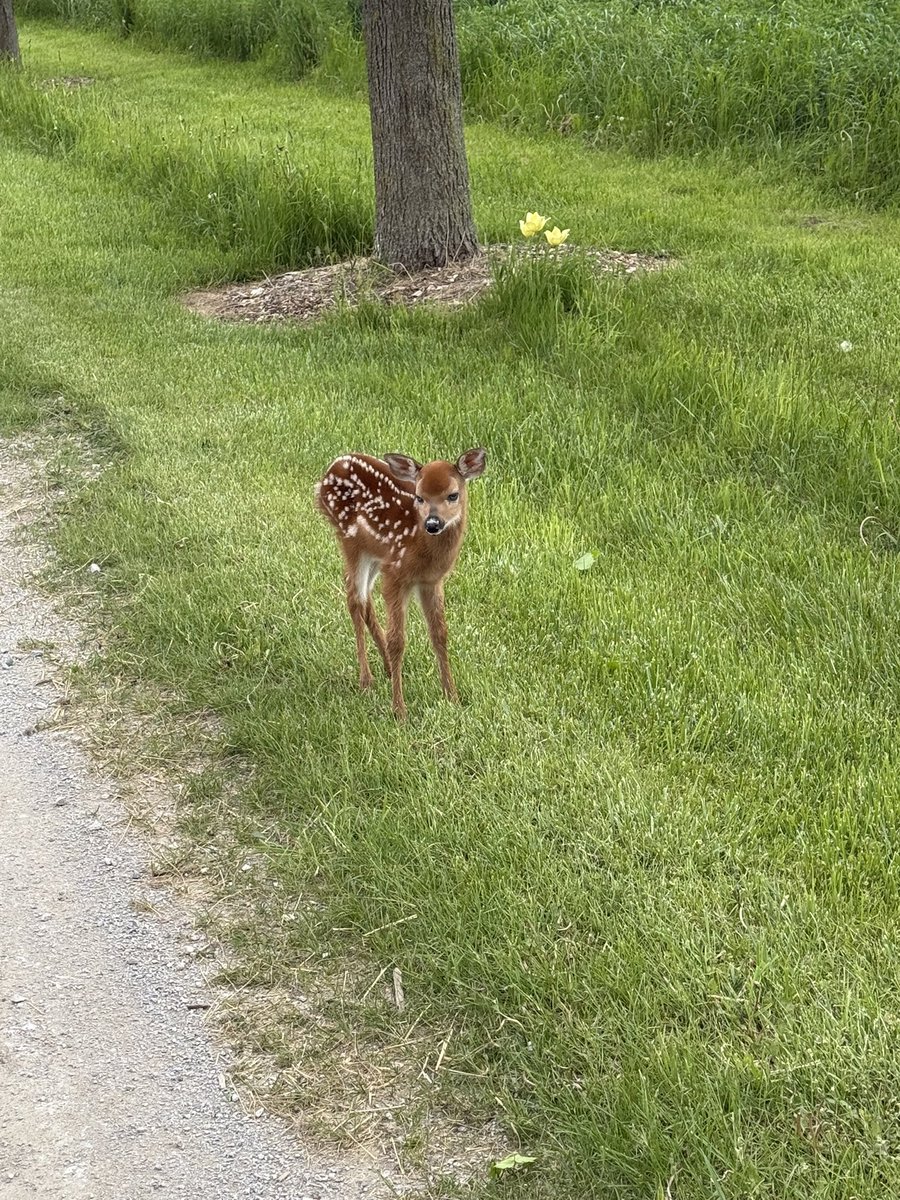Scott Standeaven (@scottstandeaven) on Twitter photo Spending <a href="/WorldMilkDay/">WorldMilkDay ๐ฎ</a> knocking down a thick crop of cow chow ๐ฅ๐ Had to make a quick pit stop to help this little fella find his way ๐ฆ Spending <a href="/WorldMilkDay/">WorldMilkDay ๐ฎ</a> knocking down a thick crop of cow chow ๐ฅ๐ Had to make a quick pit stop to help this little fella find his way ๐ฆ