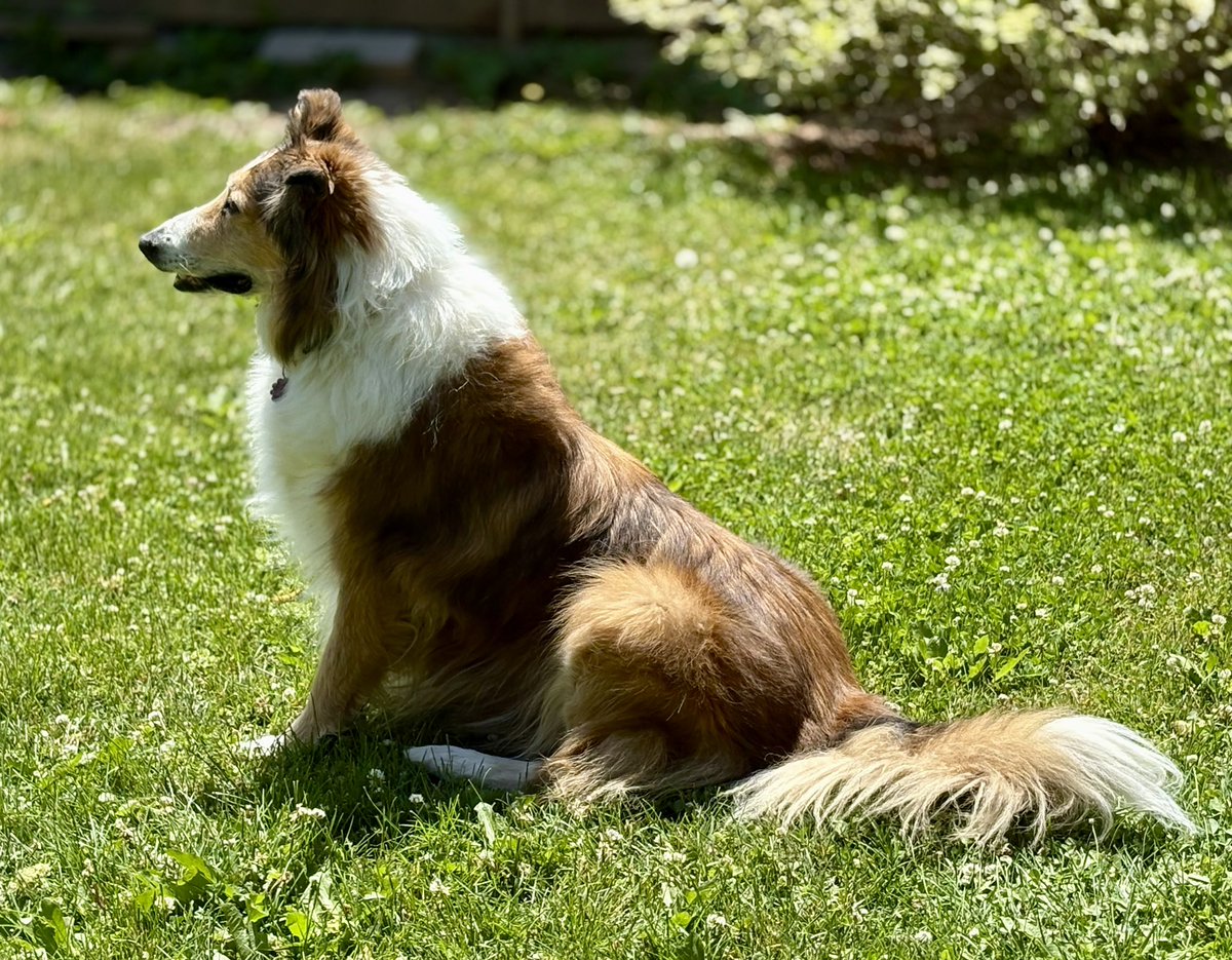 Mom said it’s my job to watch over the quail chicks but also make sure I don’t scare them. I understand the assignment! 
#dogsofx #dogsoftwitter