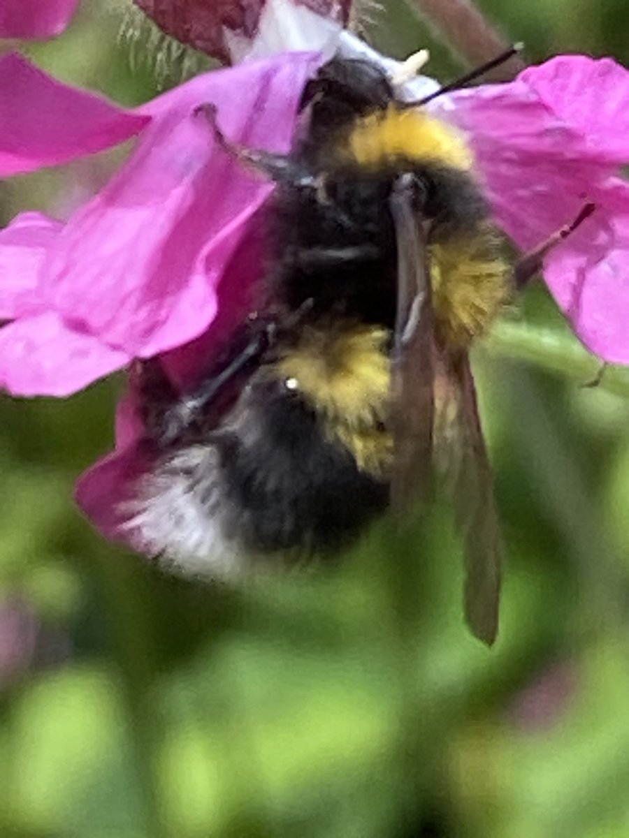 Bumble bee amongst the campions <a href="/wildflower_hour/">wildflowerhour</a> #wildflowerhour