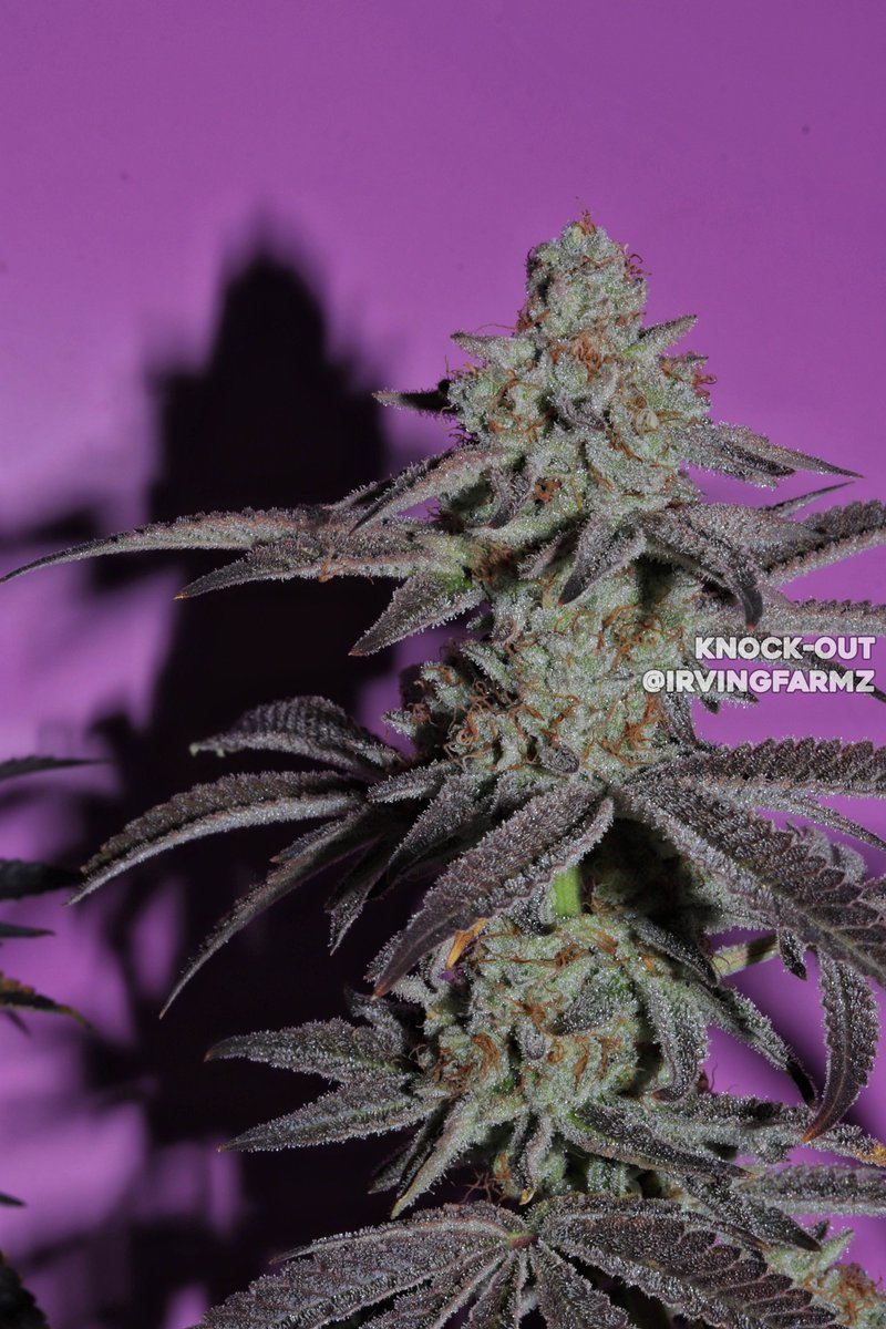 Knock-Out 🔥
Grown/Photo by @irvingfarmz
Bred by #SquareOneGenetics
square1genetics.com/approved-vendo…
#cannabis #cannabiscultivation #nugshot