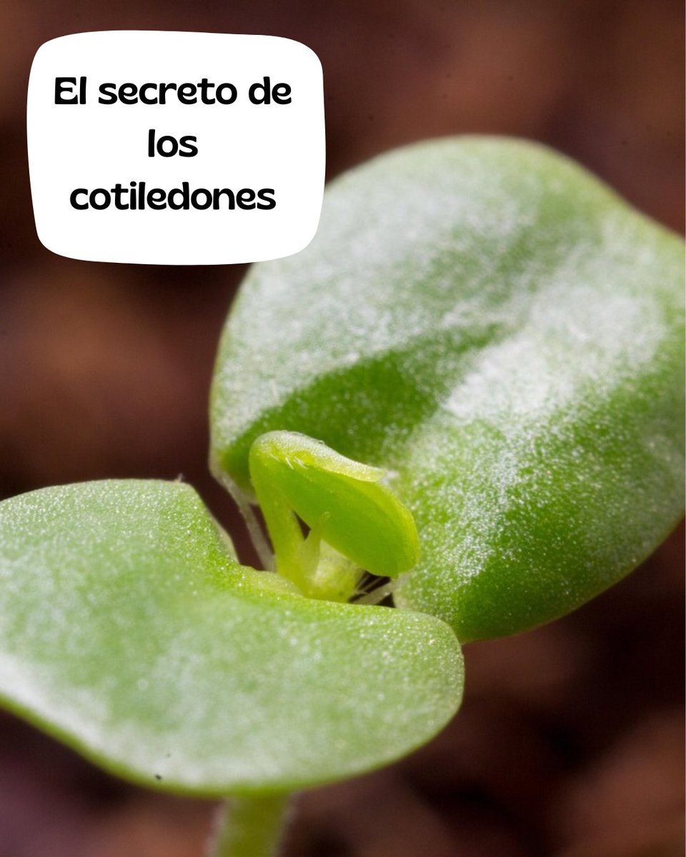 ibtugr's tweet image. Un equipo liderado por Elena Monte (CSIC-CRAG) descubrió cómo la luz y proteínas como fitocromos, PIFs y GUN1 regulan la expansión y división celular en los cotiledones de las plántulas, mejorando así la comprensión del desarrollo temprano vegetal.
biotech-spain.com/es/articles/lo…