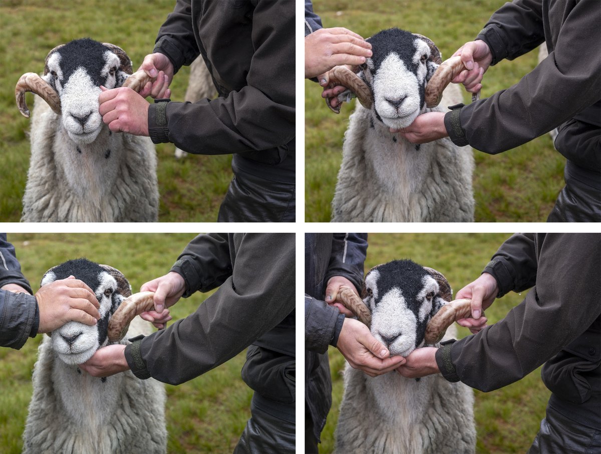 Tessa Bunney (@tessabunney) on Twitter photo T A N H I L L S H O W
Another wild and windy day for the annual Tan Hill Swaledale Sheep Show up in Arkengarthdale/Swaledale this week.
Great location at <a href="/thetanhillinn/">Tan Hill Inn</a> - Britains highest inn at 1732 feet above sea level.
#YorkshireDales T A N H I L L S H O W
Another wild and windy day for the annual Tan Hill Swaledale Sheep Show up in Arkengarthdale/Swaledale this week.
Great location at <a href="/thetanhillinn/">Tan Hill Inn</a> - Britains highest inn at 1732 feet above sea level.
#YorkshireDales