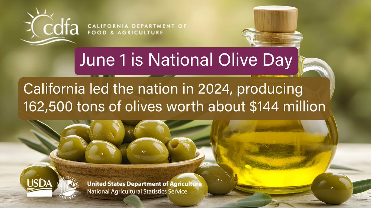 June 1 - it’s National Olive Day! California leads the U.S. in olive production! In 2024, the Golden State produced 162,500 tons of olives—worth nearly $144 million! 🫒🌿
#CaliforniaGrown #Olives #CalAg