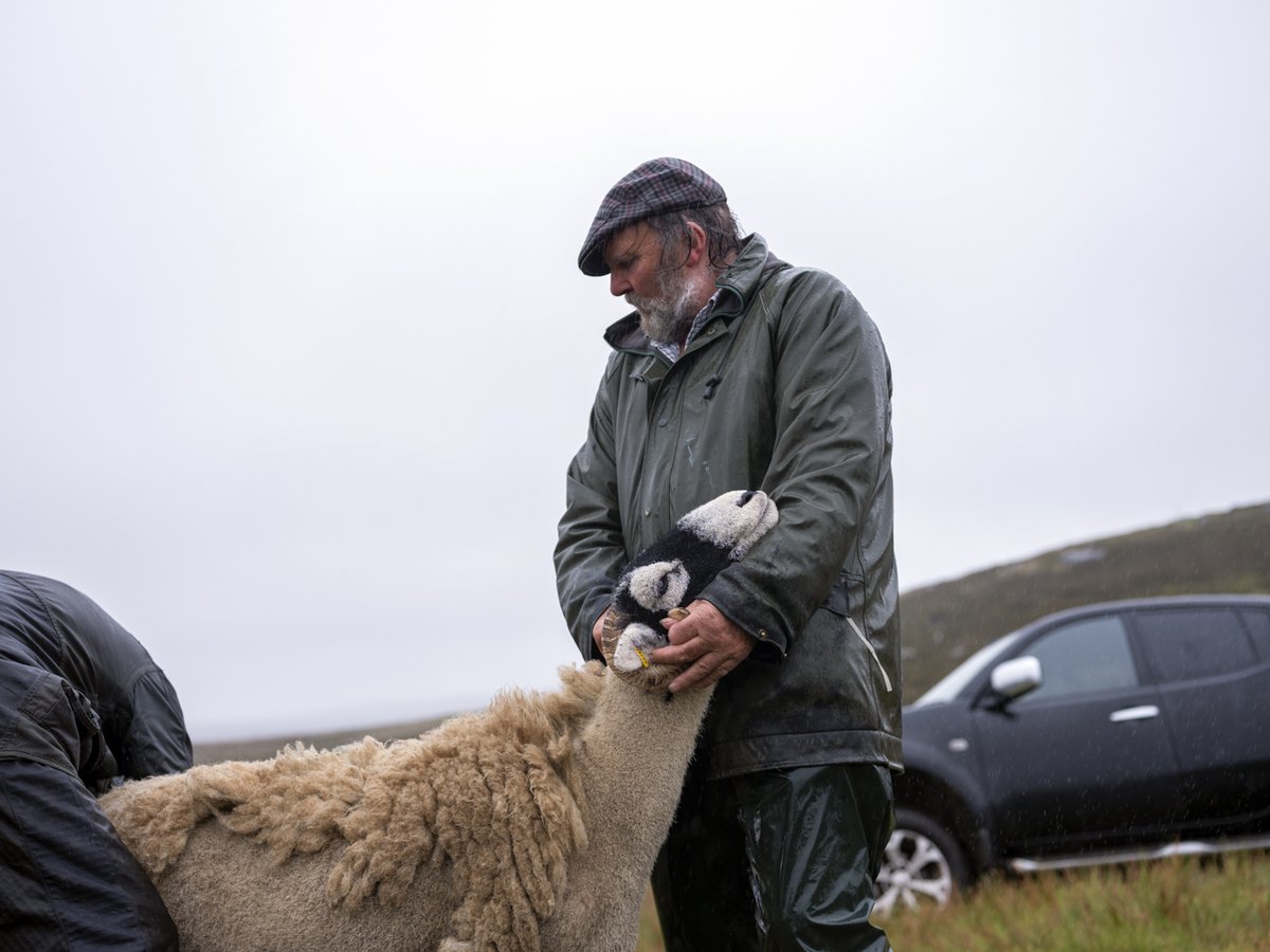 Tessa Bunney (@tessabunney) on Twitter photo T A N H I L L S H O W
Another wild and windy day for the annual Tan Hill Swaledale Sheep Show up in Arkengarthdale/Swaledale this week.
Paul Hallam won both champion (with his ewe) and reserve champion (with his tup hogg).
Great location at <a href="/thetanhillinn/">Tan Hill Inn</a> - Britain's T A N H I L L S H O W
Another wild and windy day for the annual Tan Hill Swaledale Sheep Show up in Arkengarthdale/Swaledale this week.
Paul Hallam won both champion (with his ewe) and reserve champion (with his tup hogg).
Great location at <a href="/thetanhillinn/">Tan Hill Inn</a> - Britain's