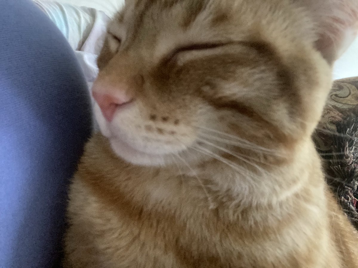 duhitskriss's tweet photo. My soul kitty. I hope I meet you in every lifetime. https://t.co/bxQjWLHd7G