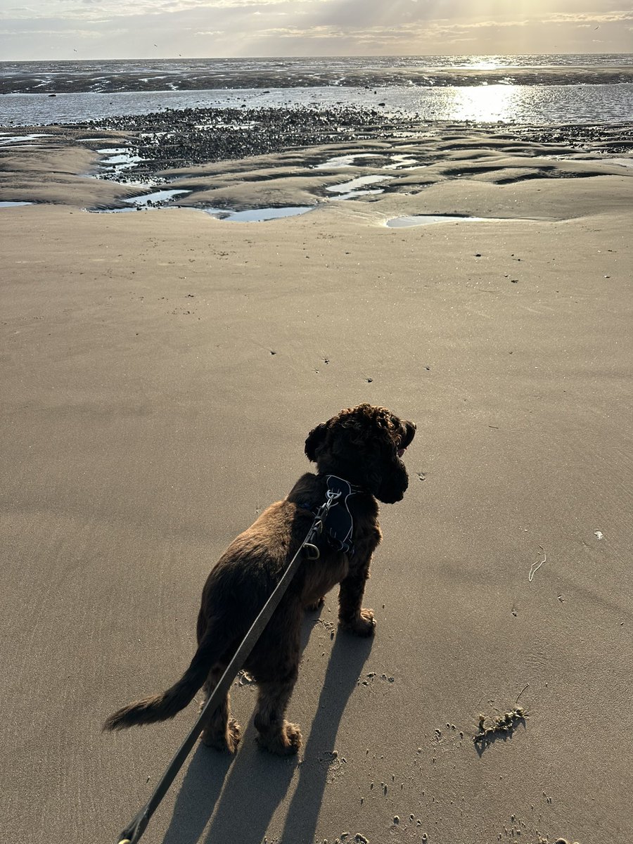 ORidgr's tweet image. Kes working today in Bispham Lancashire.