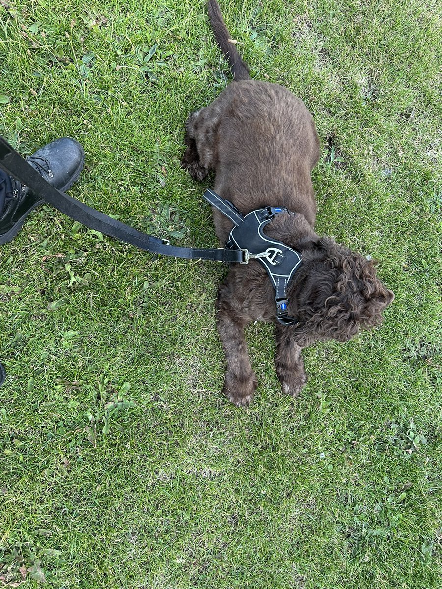 ORidgr's tweet image. Kes working today in Bispham Lancashire.