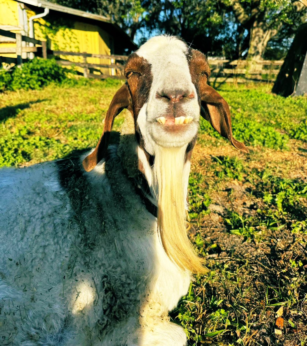 Jeffreybarngoat's tweet photo. It’s a GOAT’s life ���#retirement #rftr https://t.co/bCDnWzoiey