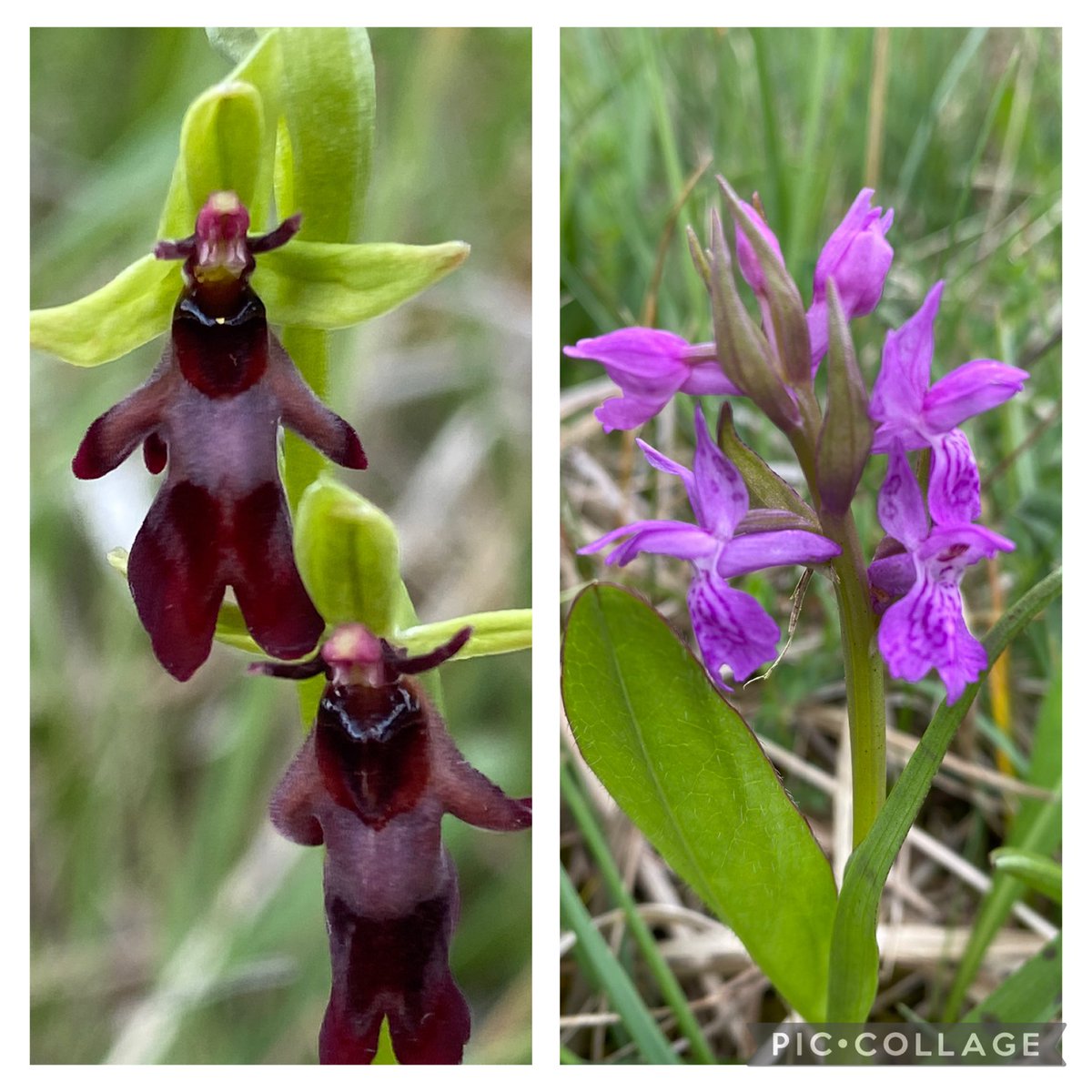 Martine🦋Brennan🍄 (@brennanmartine) on Twitter photo Fly Orchid and Pugsley’s Marsh-orchid for #wildflowerhour #orchidchallenge seen today in a local Laois fen. <a href="/BSBIbotany/">BSBI: Botanical Society of Britain & Ireland</a> <a href="/wildflower_hour/">wildflowerhour</a> <a href="/BSBI_Ireland/">BSBI Ireland</a> Fly Orchid and Pugsley’s Marsh-orchid for #wildflowerhour #orchidchallenge seen today in a local Laois fen. <a href="/BSBIbotany/">BSBI: Botanical Society of Britain & Ireland</a> <a href="/wildflower_hour/">wildflowerhour</a> <a href="/BSBI_Ireland/">BSBI Ireland</a>