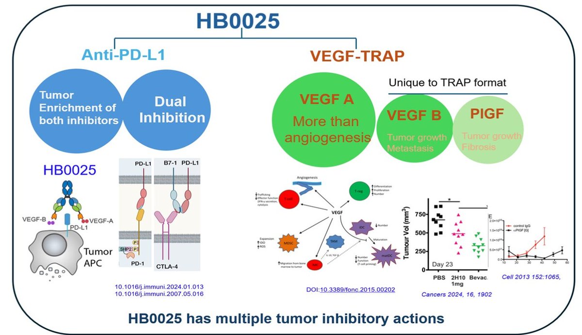JacobPlieth's tweet image. Here's Huabo's sotiburafusp alfa (HB0025), a PD-L1 x VEGF trap fusion protein. 
84% ORR in endometrial cancer, and it might cost you less than $1.25bn #ASCO25 $BNTX $SMMT $PFE