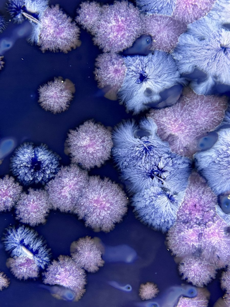 Какие же они красивые, эти кобальтовые кристаллические глазури под микроскопом! В теории, это должны быть силикат и боросиликат кобальта.