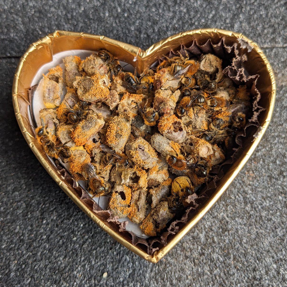 NestboxTech's tweet photo. Orange vented mason #bees.  Laid 2023, hatched this weekend. Glad I checked them today! https://t.co/asfQVBbsTC