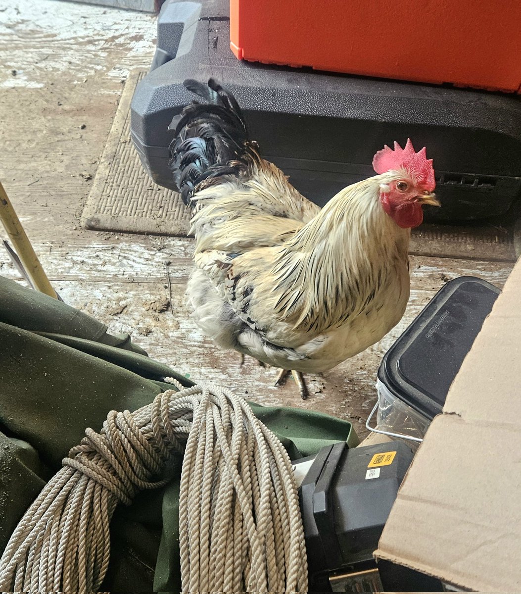 Krispy is "helping" me in the workshop.
