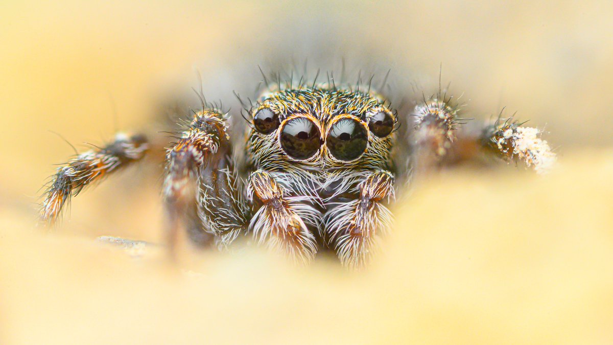 TimothyJonas's tweet image. Downy Jumping Spider (Attulus pubescens). A spider I don't see often but always enjoy photographing. @BritishSpiders