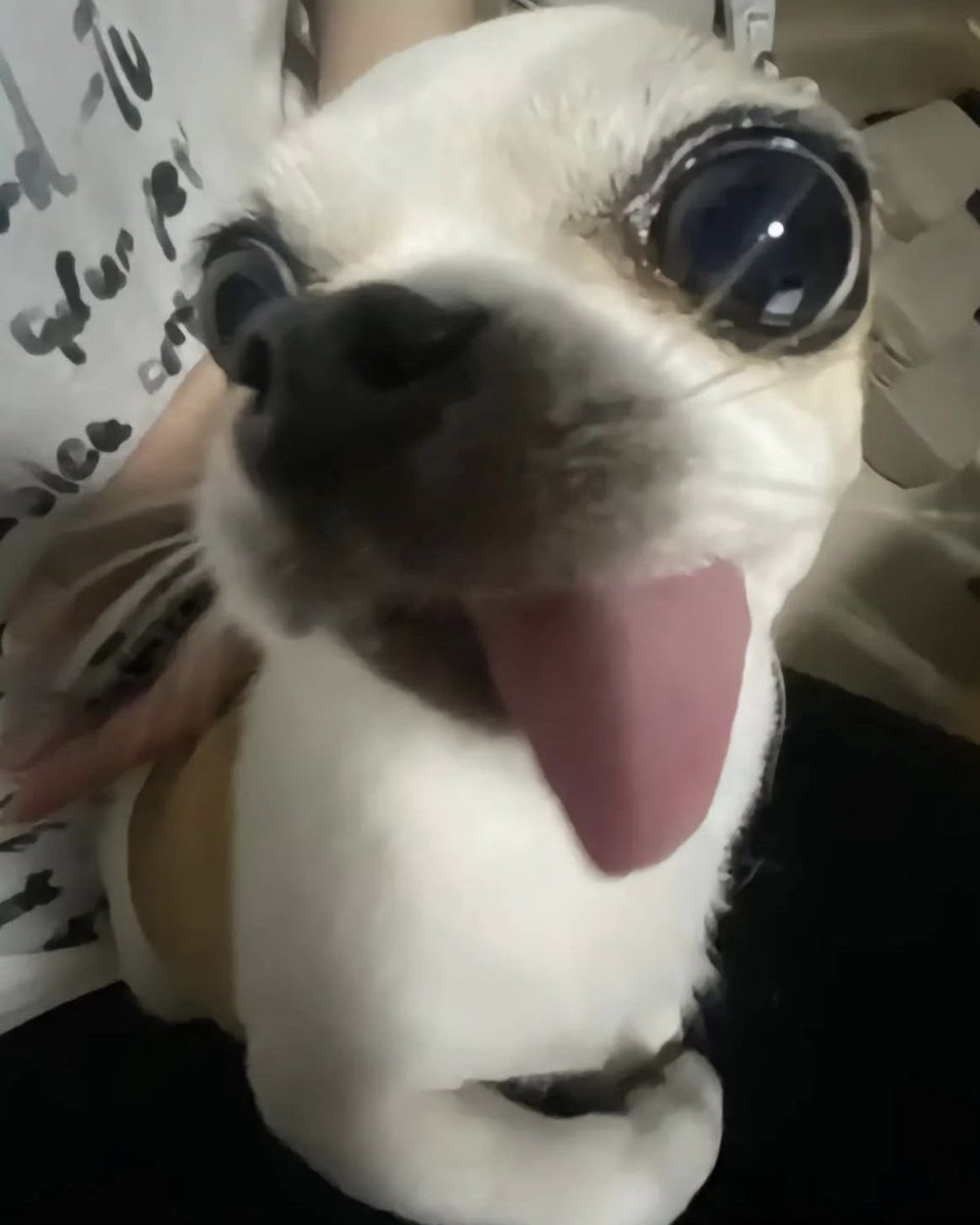 💖 (@twaniimals) on Twitter photo 