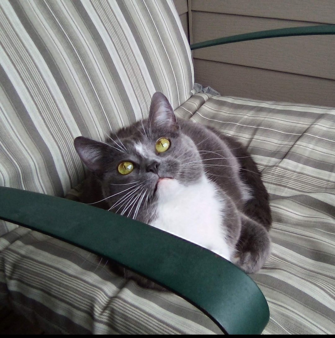 Weemus0417's tweet image. This one turned 11 years old today and is just as silly and obnoxious as the first day I adopted her lol!🤣 My best friend in the whole world, Miss Sweetie. 🩶😇🩶

#SeniorCats #CatsOfTwitterX #Friend #BirthdayCat 🩶